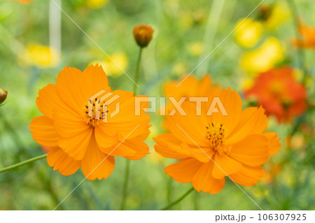 コスモスの花 コスモスの花 106307925