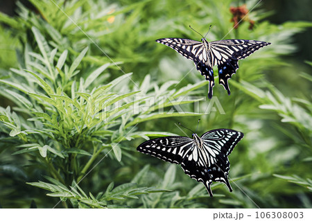 仲の良いペアのアゲハチョウ 106308003