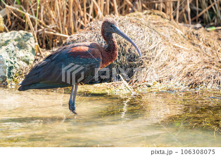 The glossy ibis, latin name Plegadis falcinellus, searching for food in the shallow lagoon. 106308075
