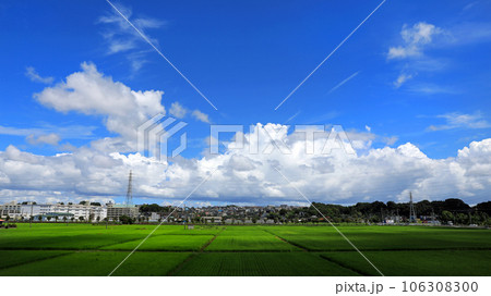 海老名の田園風景・・田植えの頃 106308300