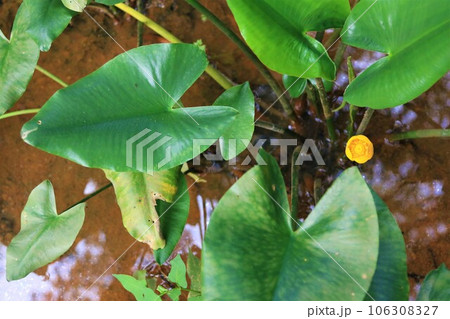 鳩山町の森の湿地帯に生息する絶滅危惧種コウホネの黄色く可愛い花の生態写真 106308327