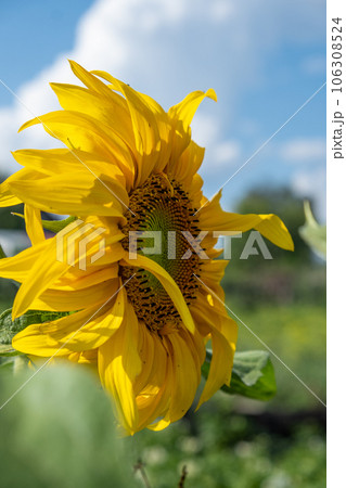 A beautiful sunflower with long yellow petals in the field. Calm tranquil moment in countryside. Sunflower growing in evening field. Atmospheric summer wallpaper, space for text 106308524