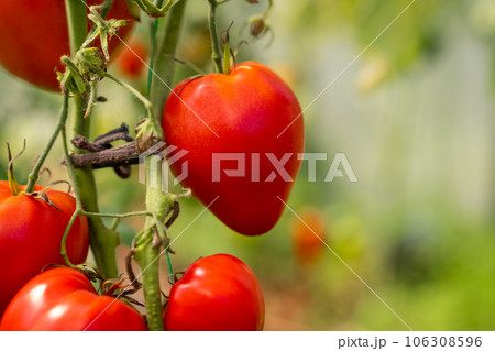 Red, ripe and green large tomatoes on a bush in a greenhouse. Tomatoes in a greenhouse. Plantation of tomatoes. Organic farming, growth of young tomato plants in a greenhouse. Red, ripe and green large tomatoes on a bush in a greenhouse. Tomatoes in a greenhouse. Plantation of tomatoes. Organic farming, growth of young tomato plants in a greenhouse. 106308596