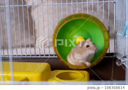 A cute hamster runs in a wheel. The concept of running in a circle, useless futile movement. Dzungarian hamster. Red hamster with red eyes is a favorite pet. 106308614