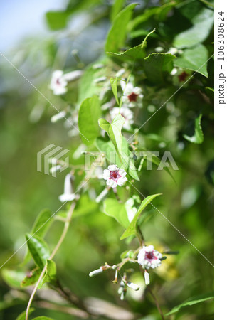 可憐な花【ヤイトバナ】 106308624