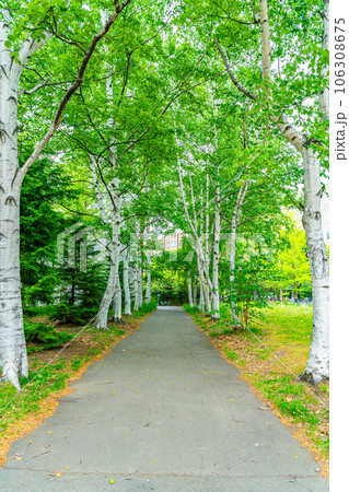 【北海道】北海道大学のキャンパス内にある白樺並木 106308675