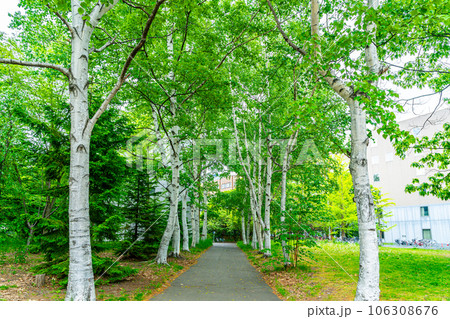 【北海道】北海道大学のキャンパス内にある白樺並木 106308676