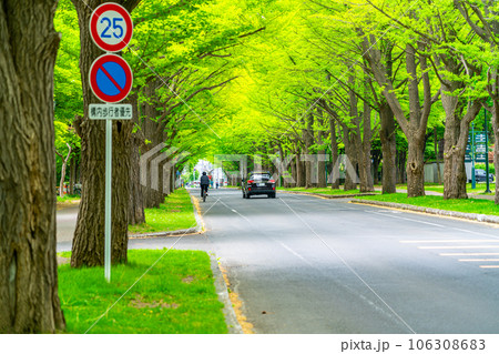 【北海道】北海道大学のキャンパス内にある新緑の銀杏並木 106308683