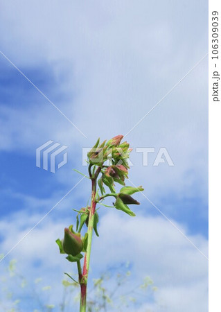 花オクラの蕾 106309039
