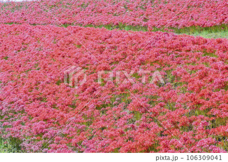 彼岸花の咲く土手 106309041