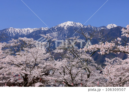 長野県大町市大町 桜の名所大町公園のソメイヨシノと大町市街の背後にそびえる残雪の北アルプス 長野県大町市大町 桜の名所大町公園のソメイヨシノと大町市街の背後にそびえる残雪の北アルプス 106309507