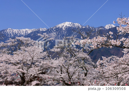 長野県大町市大町　桜の名所大町公園のソメイヨシノと大町市街の背後にそびえる残雪の北アルプス 106309508