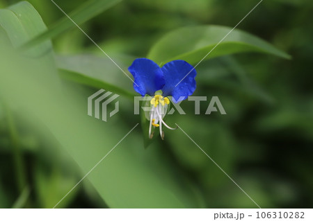 夏の野原に咲く青いツユクサの花 夏の野原に咲く青いツユクサの花 106310282