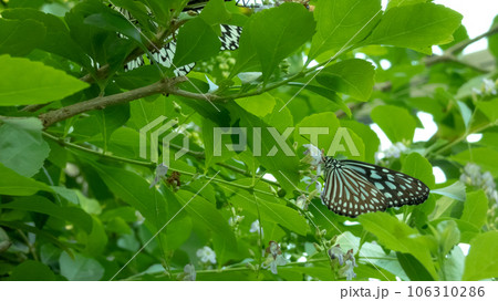 写真素材 創造素材 昆虫/蝶-