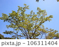 青空に映える木の葉 106311404