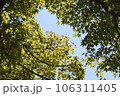 夏空のもと色づく前のモミジの葉 106311405