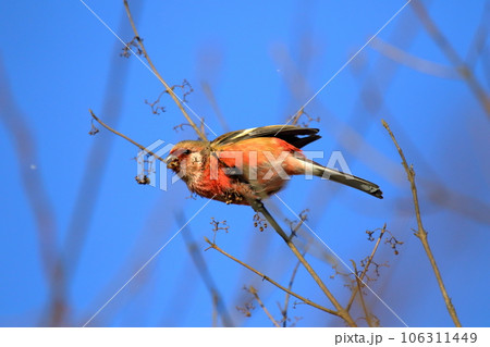 ベニマシコ 106311449