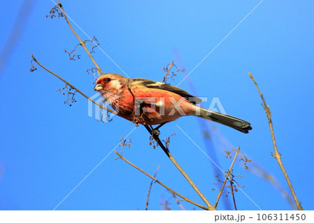 ベニマシコ 106311450