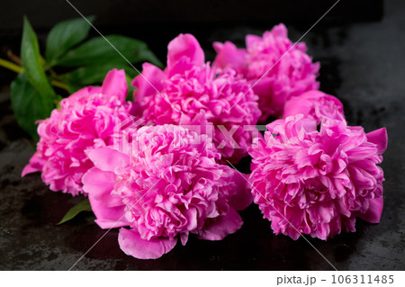 purple peonies on black background. Background bouquet of beautiful pink peonies. Blooming peony flowers, close-up. Wedding background, Valentine's day concept. Blossom, flower close-up 106311485