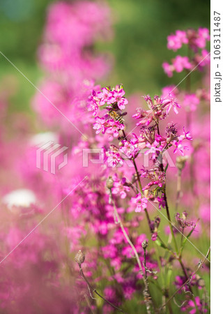 beautiful wildflowers background. summer nature. Ivan tea blooms in a meadow among the forest on a sunny day in June 106311487