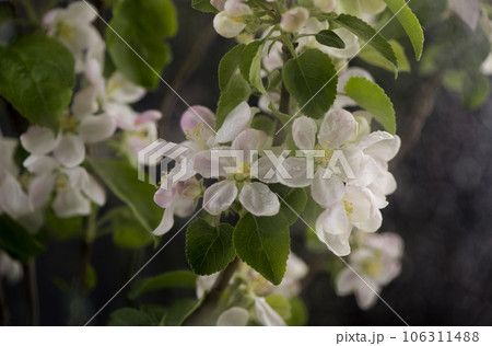 apple tree branch on a black background. Beautiful spring apple tree blossom. Spring flowers opening. Branch with blooming flowers 106311488