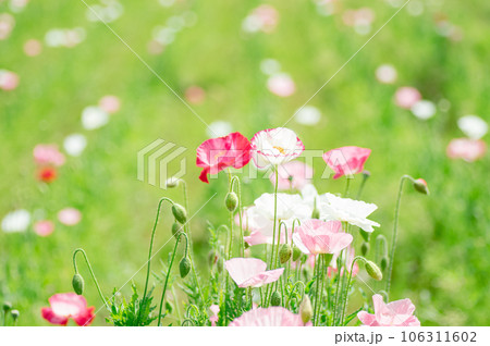 寄り添うシャーレーポピー 106311602