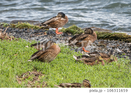 琵琶湖畔のマルガモ 琵琶湖畔のマルガモ 106311659