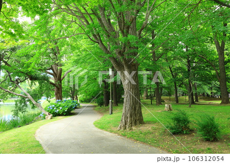 札幌市 初夏の中島公園 満開の紫陽花と遊歩道 札幌市 初夏の中島公園 満開の紫陽花と遊歩道 106312054