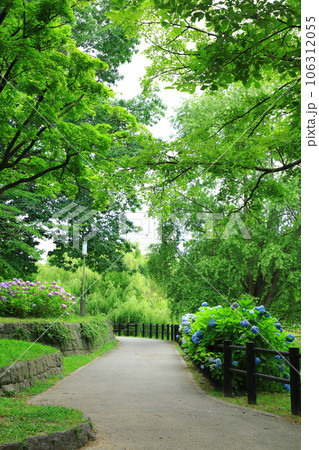 札幌市 初夏の中島公園 満開の紫陽花と遊歩道 札幌市 初夏の中島公園 満開の紫陽花と遊歩道 106312055