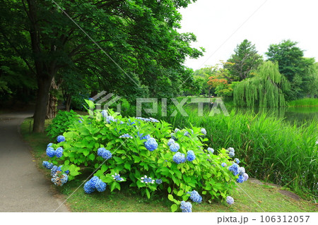 札幌市 初夏の中島公園 満開の紫陽花と遊歩道 札幌市 初夏の中島公園 満開の紫陽花と遊歩道 106312057