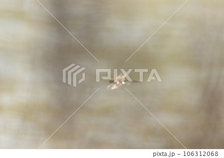 Macro photo of a dragonfly in flight with details of body and wings 106312068