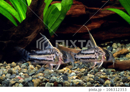コリドラス・プルケール　ナマズの仲間　アクアリウム 106312353