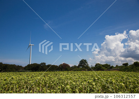 風車のある風景ーひまわり 106312557