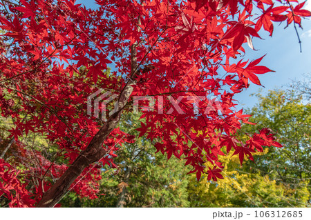 真っ赤な紅葉 106312685
