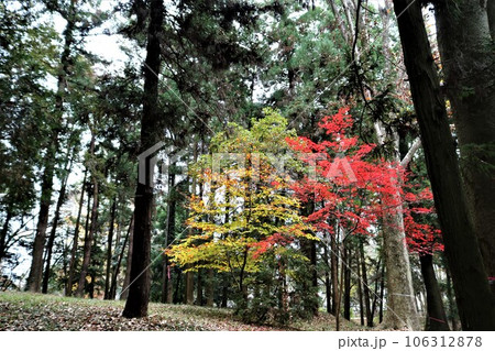 シンプルな秋　森の中のおもむきある紅葉 106312878