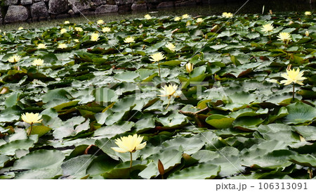 福岡城址のお堀のスイレンの花 106313091