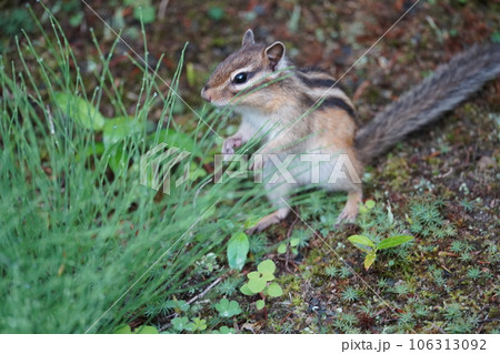 モグモグタイムのシマリス 106313092