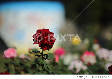 荒尾市　おもやい市民花壇　バラの花、 106313287