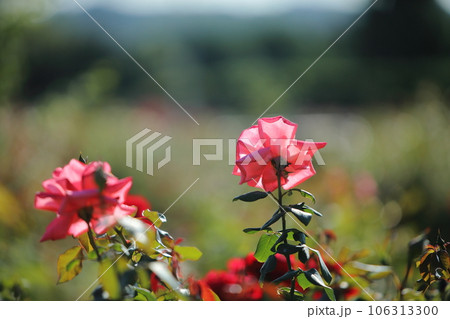 荒尾市　おもやい市民花壇　バラの花、 106313300