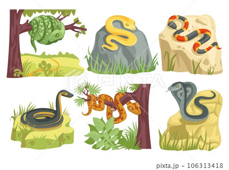 Snakes types. Scaly creeping reptiles with habitats elements. Cartoon nature creatures. Poisonous and suffocating animals. Kingsnake on stone. Python on tree branch. Splendid vector set 106313418