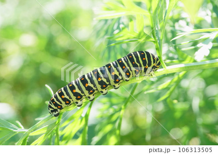 越冬に備えニンジンの葉を食べるキアゲハの幼虫 106313505
