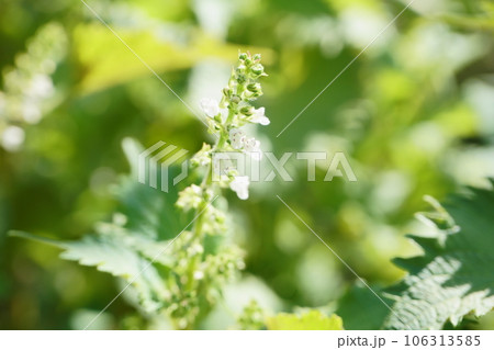 青シソの花 青シソの花 106313585