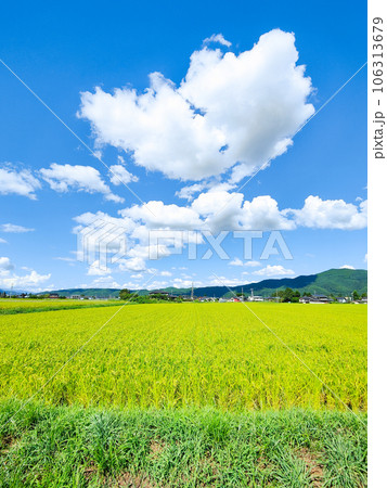 夏の爽やかな田園風景 夏の爽やかな田園風景 106313679