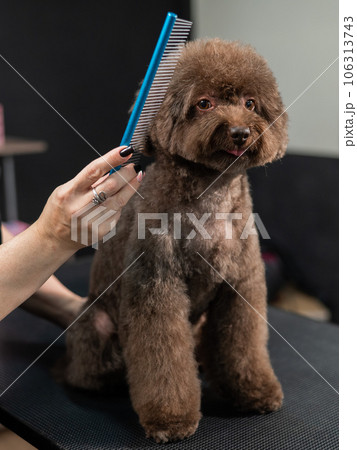 Woman combing a small dog with scissors in a grooming salon. Woman combing a small dog with scissors in a grooming salon. 106313743