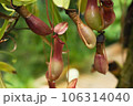 小さくて可愛い赤いウツボカズラ 106314040