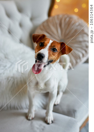 Cute and Funny Jack Russell Terrier is waiting for the holiday at home. Cute and Funny Jack Russell Terrier is waiting for the holiday at home. 106314364
