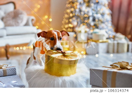 Cute and Funny Jack Russell Terrier is waiting for the holiday at home. Cute and Funny Jack Russell Terrier is waiting for the holiday at home. 106314374