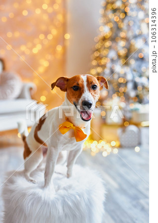 Cute and Funny Jack Russell Terrier is waiting for the holiday at home. 106314396