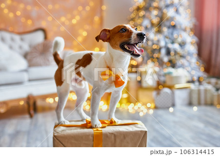 Cute and Funny Jack Russell Terrier is waiting for the holiday at home. 106314415