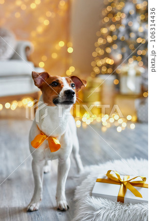 Cute and Funny Jack Russell Terrier is waiting for the holiday at home. Cute and Funny Jack Russell Terrier is waiting for the holiday at home. 106314436